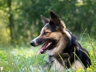 Beautiful dog lying on green grass. It's hot, fall seen, tongue, teeth