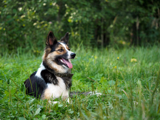 Beautiful dog lying on green grass. It's hot, fall seen, tongue, teeth