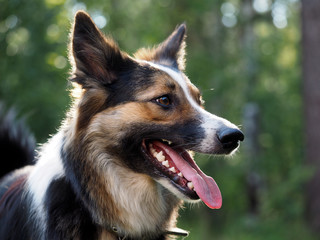 Portrait of a big dog in a collar. Natural beautiful backdrop. Profile of the muzzle, teeth, tongue, jaws