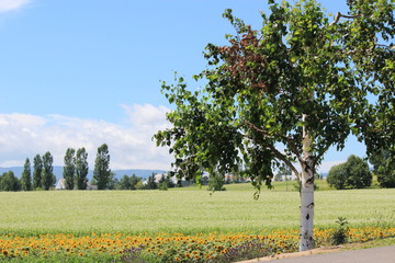 美瑛の丘の綺麗な風景
