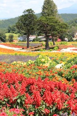 美瑛の丘の綺麗な花畑