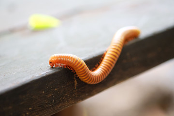  millipede