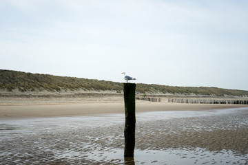 Fototapeta premium Lonely Seagull at Domburg Beach / Netherlands