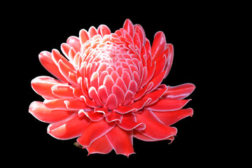 Red flower with Black background