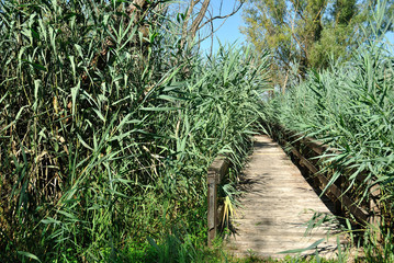 Passaggio in un fitto canneto lacustre