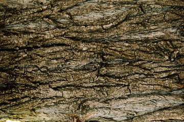 Poplar tree photo texture. Natural rustic wood background. High resolution bark backdrop.