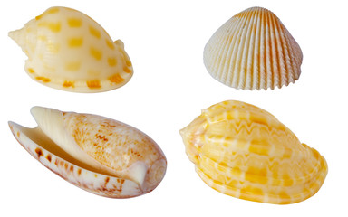 Four textured sea-shells isolated on white background