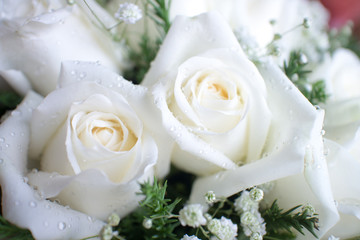 White roses background.(Close-up)