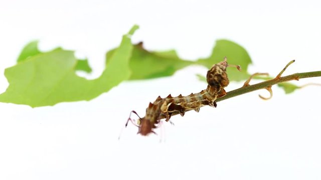 Lobster moth caterpillar is eating leaf of host plant