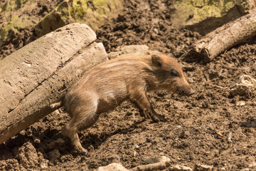 Frischlinge im Wald