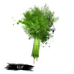 Twig of dill isolated