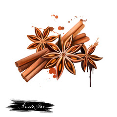 Anise star and vanilla sticks illustration isolated