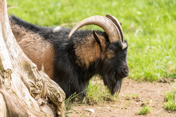 Ziegenbock auf der Wiese