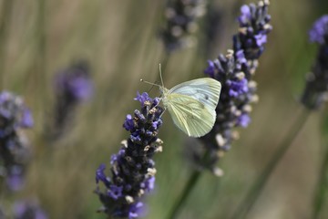 Schmertterling auf Blume