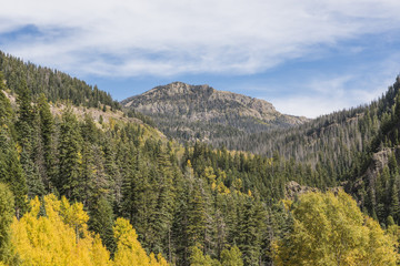 Golden aspen and pine trees forest in the San Juan Mountains in Colorado during fall