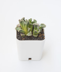  little Succulents plant in pot