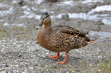 Wildente