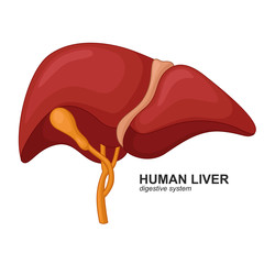 Human liver cartoon