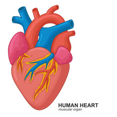 Human heart cartoon