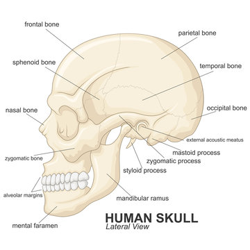 Human skull lateral view with explanation