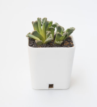  little Succulents plant in pot