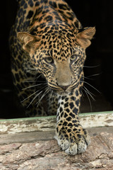 young beautiful leopard in the park