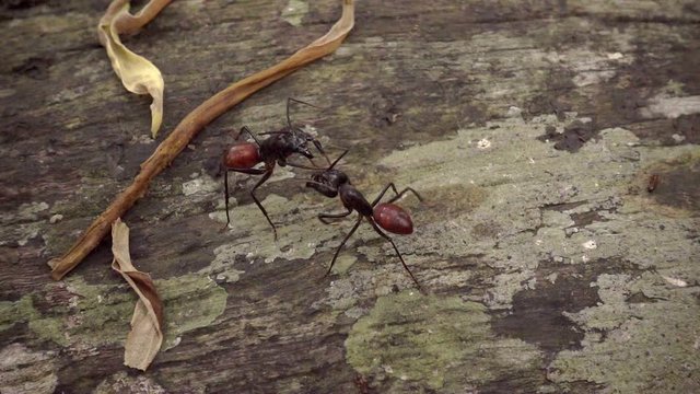 Camponotus gigas or giant forest ant is one of the largest ants in existence. Super slow motion 240fps.