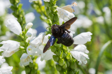 Carpenter bee
