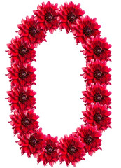 numbers of red dahlia flower. isolated on white background