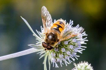 European hoverfly (drone fly)