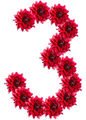 numbers of red dahlia flower. isolated on white background