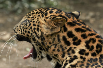 young beautiful leopard in the park