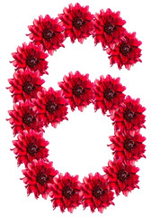numbers of red dahlia flower. isolated on white background
