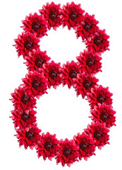numbers of red dahlia flower. isolated on white background