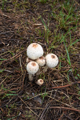 white mushroom on the ground