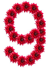 numbers of red dahlia flower. isolated on white background