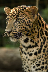 Obraz premium young beautiful leopard in the park