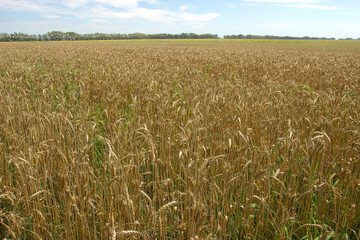 Поле пшеницы.
Поле вызревшей пшеницы,собиратать урожай