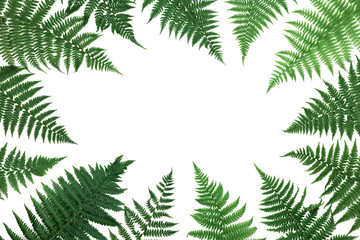 Fern leaves frame isolated on white background top view. Flat lay styling.