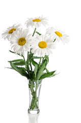 bouquet of daisies on white background