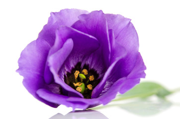 Beautiful violet eustoma flower isolated on white background