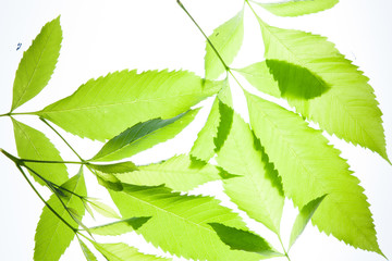 Green leaves vintage background