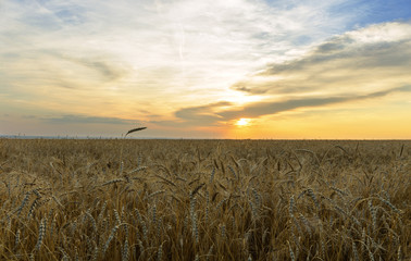 wheat field sunset.