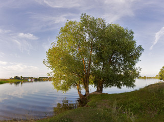 the willow tree by the river.