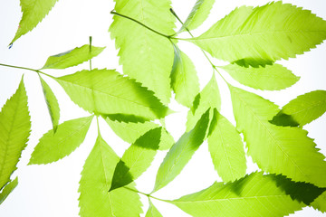 Green leaves vintage background