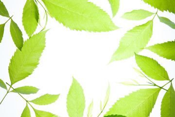 Green leaves vintage background