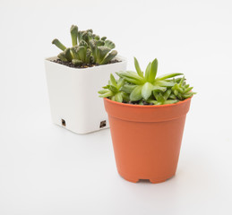  little Succulents plant in pot