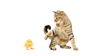 Obraz premium Playful cat Scottish Straight and chicken