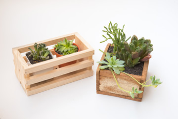 Variety of little Succulents plant pot inside wooden cage