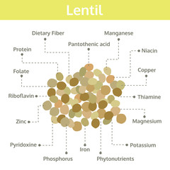 lentil nutrient of facts and health benefits, info graphic